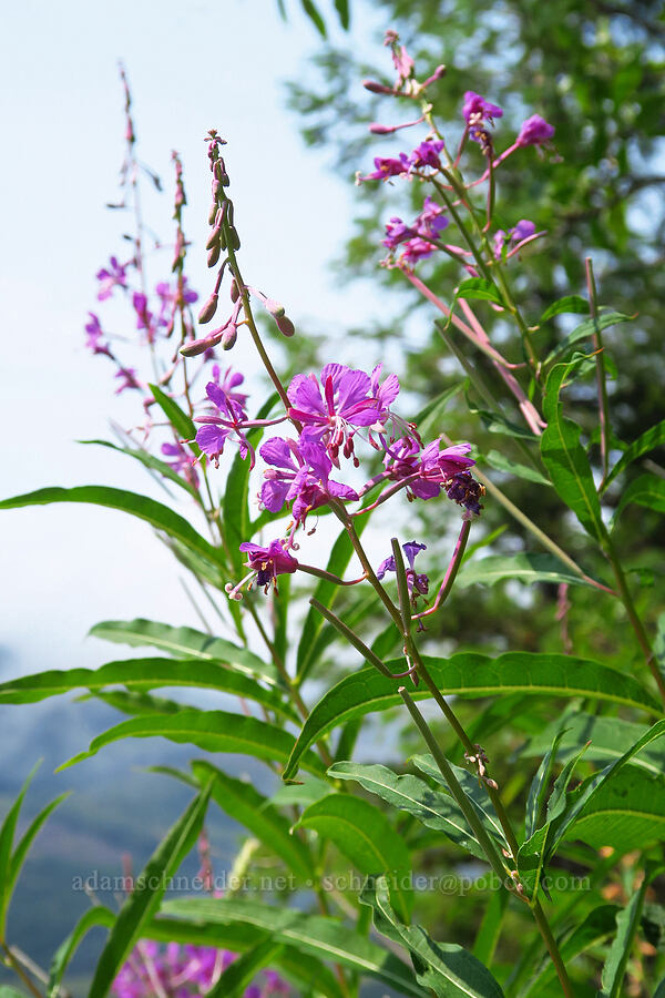 fireweed (Chamerion angustifolium (Chamaenerion angustifolium) (Epilobium angustifolium)) [Saddle Mountain Trail, Clatsop County, Oregon]