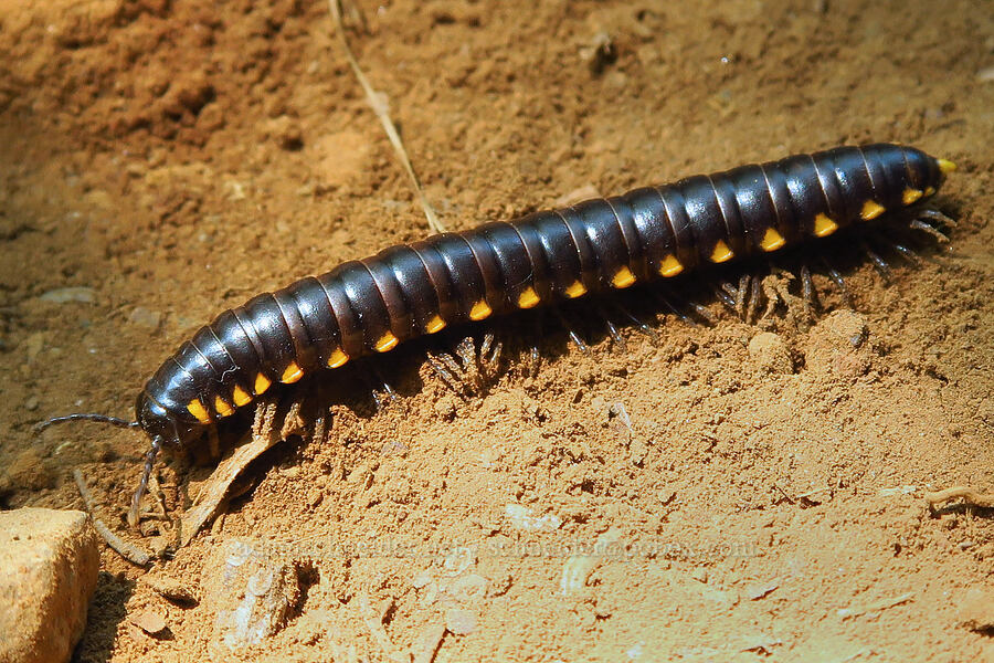 yellow-spotted millipede (Harpaphe haydeniana) [Saddle Mountain Trail, Clatsop County, Oregon]