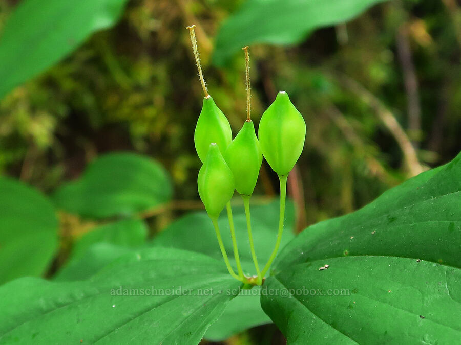 Smith's (?)  fairy-bells, going to seed (Prosartes smithii (Disporum smithii)) [Saddle Mountain Trail, Clatsop County, Oregon]