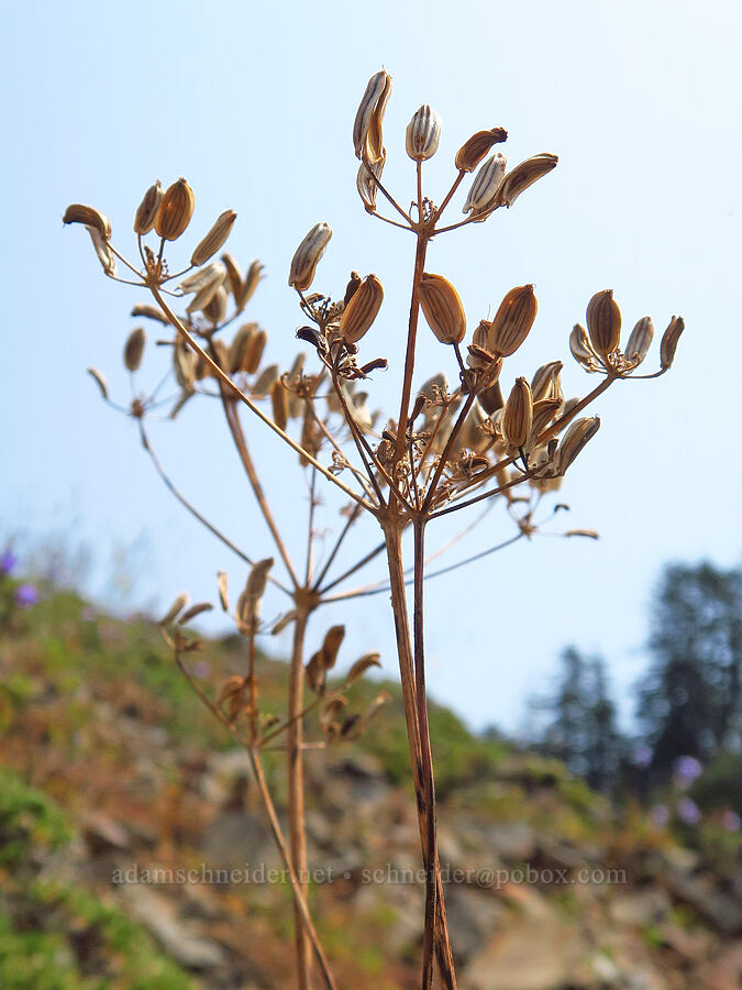 Cascade desert parsley, gone to seed (Lomatium martindalei) [Saddle Mountain Trail, Clatsop County, Oregon]