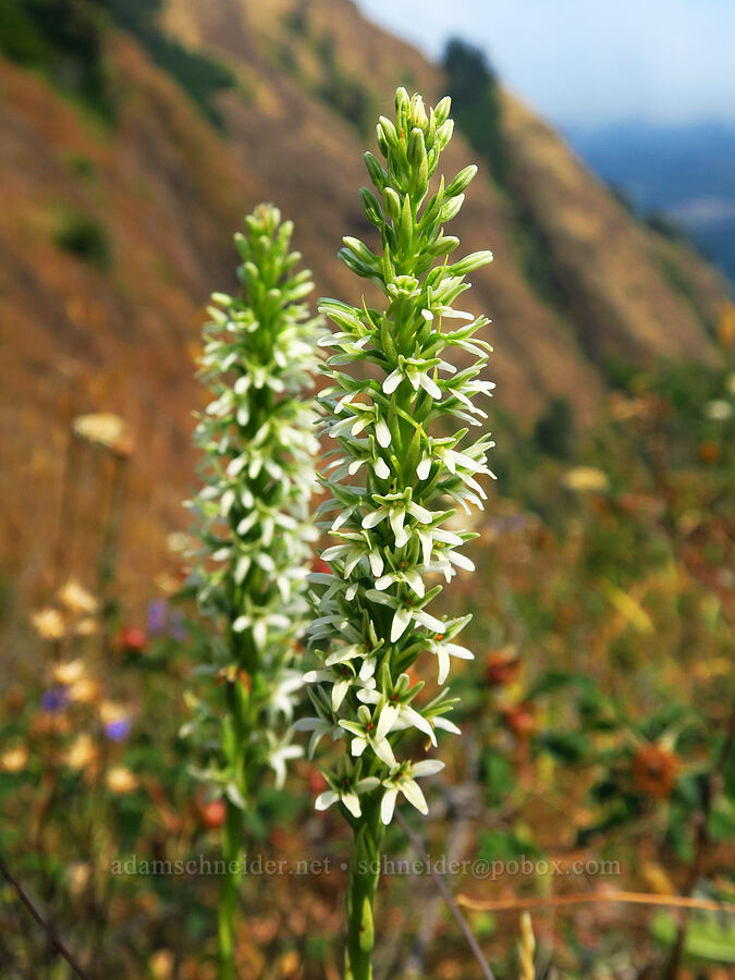 hillside rein orchid (Platanthera elegans (Piperia elegans)) [Saddle Mountain Trail, Clatsop County, Oregon]