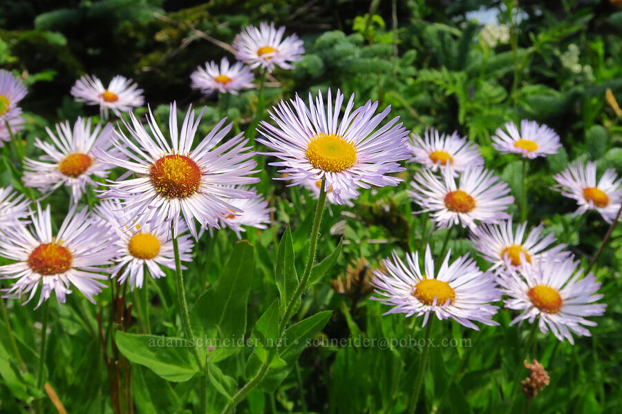 three-nerve fleabane (Erigeron subtrinervis) [Saddle Mountain Trail, Clatsop County, Oregon]