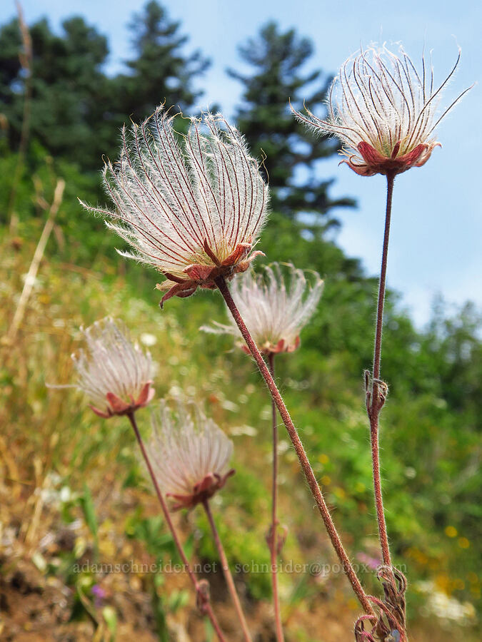 prairie smoke, gone to seed (Geum triflorum) [Saddle Mountain Trail, Clatsop County, Oregon]