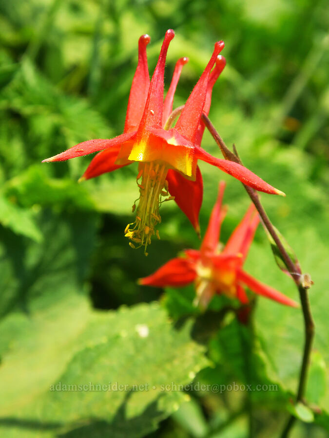 western columbine (Aquilegia formosa) [Saddle Mountain Trail, Clatsop County, Oregon]