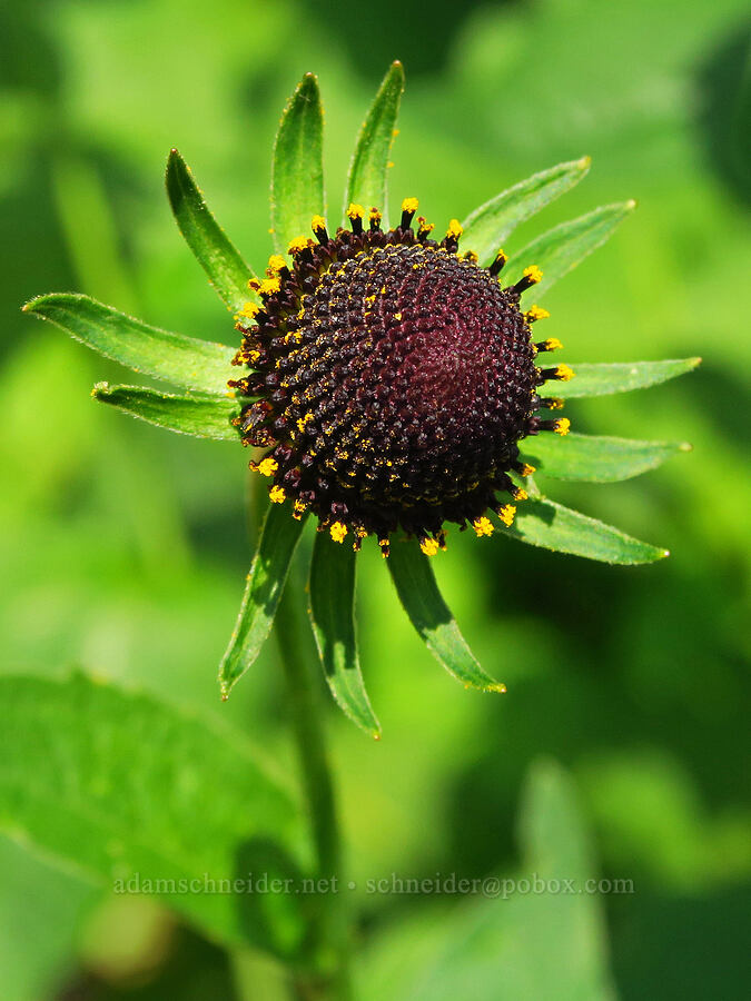 western coneflower (Rudbeckia occidentalis) [Saddle Mountain Trail, Clatsop County, Oregon]