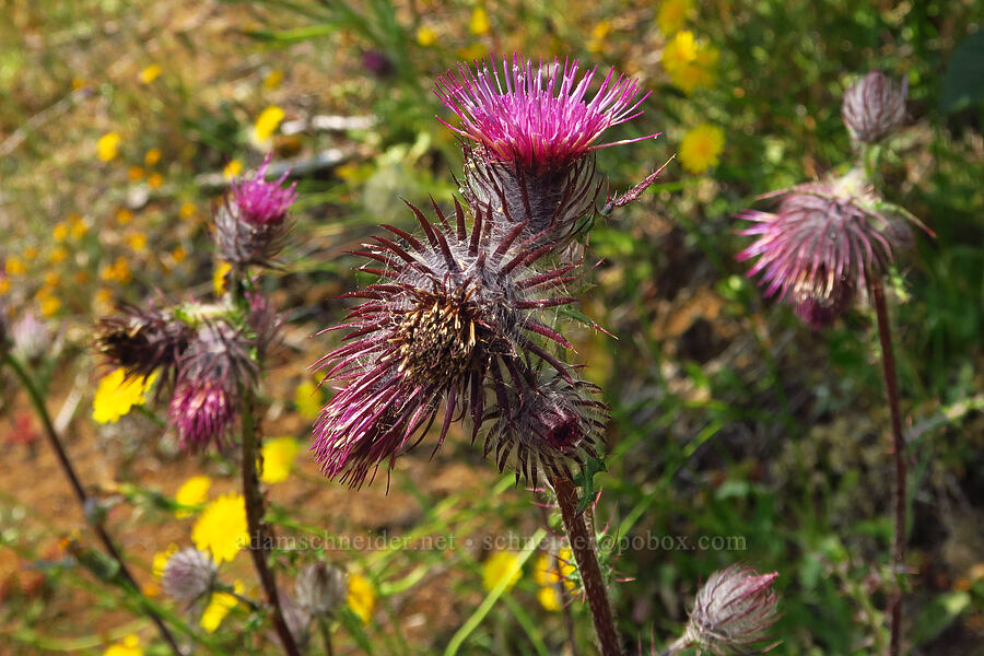 edible thistle (Cirsium edule) [Saddle Mountain Trail, Clatsop County, Oregon]