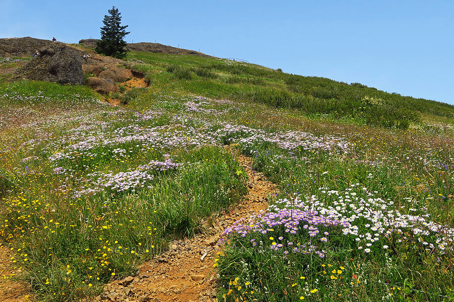 wildflowers [Saddle Mountain Trail, Clatsop County, Oregon]