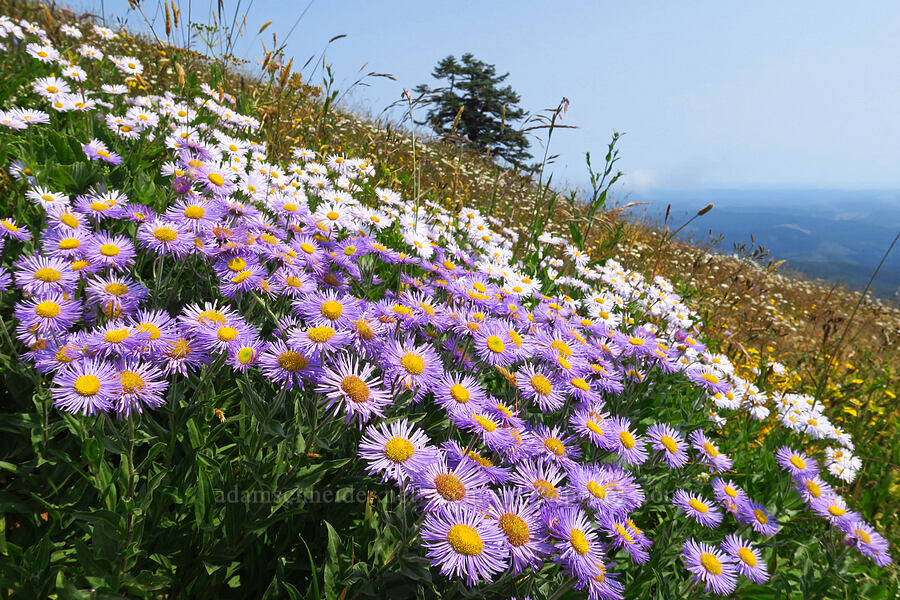 three-nerve fleabane (Erigeron subtrinervis) [Saddle Mountain Trail, Clatsop County, Oregon]