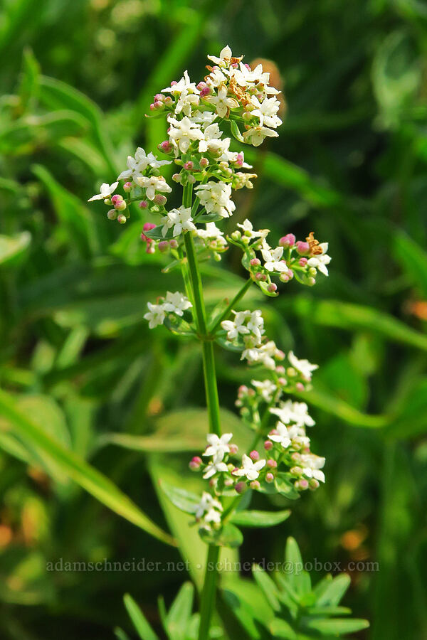 northern bedstraw (Galium boreale) [Saddle Mountain Trail, Clatsop County, Oregon]