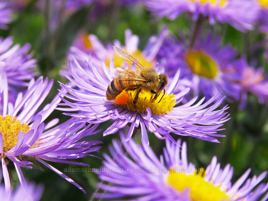 honeybee on three-nerve fleabane (Apis mellifera, Erigeron subtrinervis) [Saddle Mountain Trail, Clatsop County, Oregon]