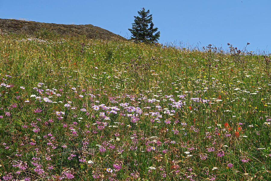 wildflowers [Saddle Mountain Trail, Clatsop County, Oregon]