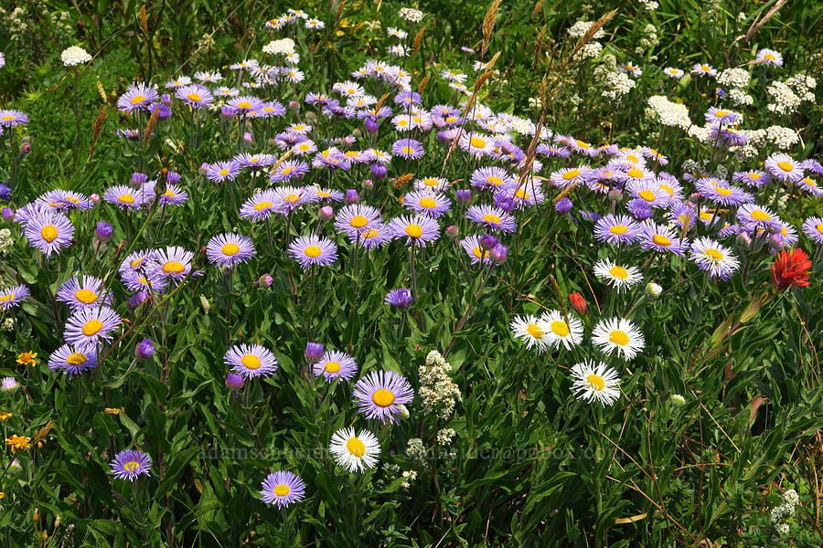 wildflowers [Saddle Mountain Trail, Clatsop County, Oregon]