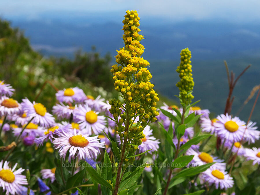 goldenrod & fleabane (Solidago elongata (Solidago canadensis ssp. elongata), Erigeron subtrinervis) [Saddle Mountain Trail, Clatsop County, Oregon]