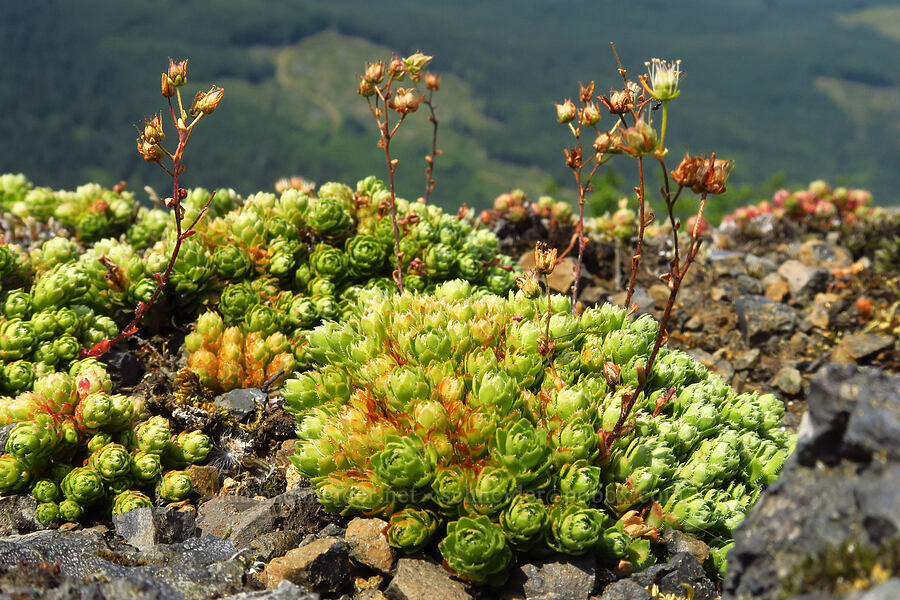 spotted saxifrage, going to seed (Saxifraga bronchialis ssp. vespertina (Saxifraga vespertina)) [Saddle Mountain, Clatsop County, Oregon]