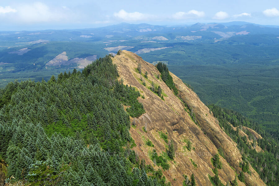 Saddle Mountain's north ridge [Saddle Mountain, Clatsop County, Oregon]