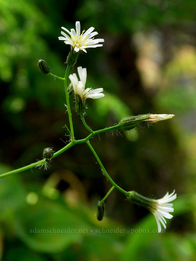 white hawkweed (Hieracium albiflorum) [Saddle Mountain, Clatsop County, Oregon]