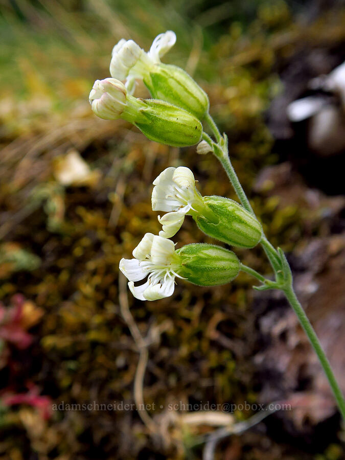 Douglas' catchfly (Silene douglasii) [Saddle Mountain, Clatsop County, Oregon]