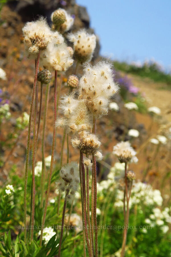 cut-leaf anemone, gone to seed (Anemone multifida) [Saddle Mountain, Clatsop County, Oregon]