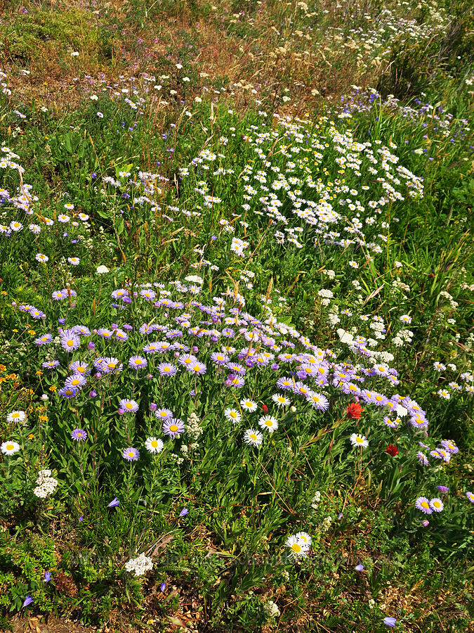 wildflowers [Saddle Mountain Trail, Clatsop County, Oregon]