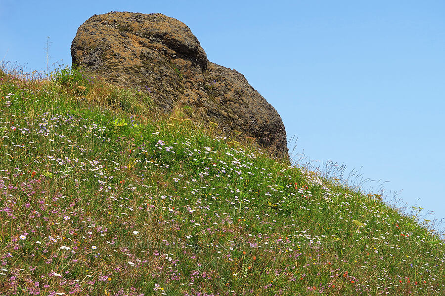 wildflowers [Saddle Mountain Trail, Clatsop County, Oregon]