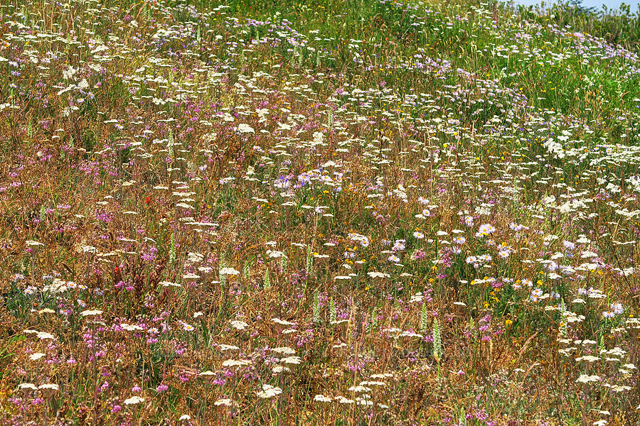 wildflowers [Saddle Mountain Trail, Clatsop County, Oregon]