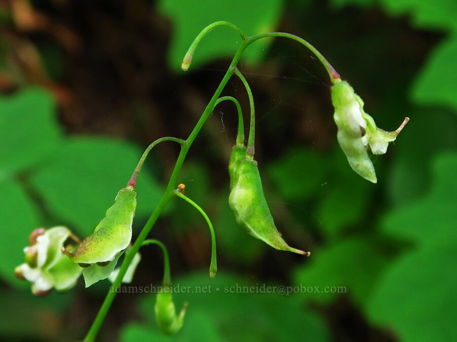 inside-out flower, going to seed (Vancouveria hexandra) [Saddle Mountain Trail, Clatsop County, Oregon]