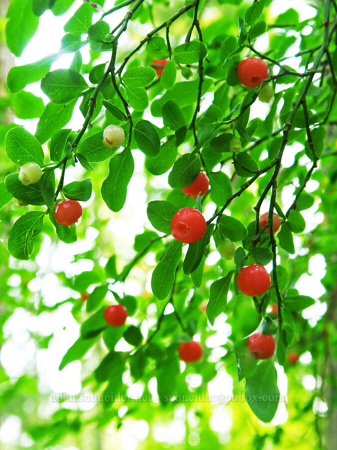 red huckleberries (Vaccinium parvifolium) [Saddle Mountain Trail, Clatsop County, Oregon]