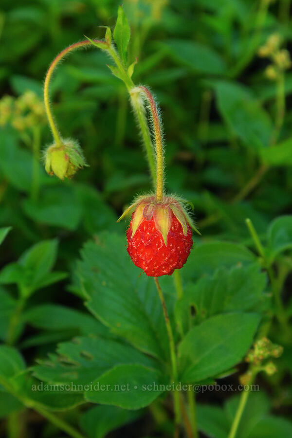 wild strawberry (Fragaria vesca) [Castle Rock Trailhead, Willamette National Forest, Lane County, Oregon]