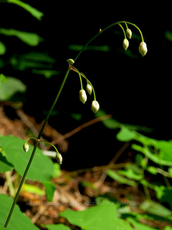 inside-out flower, budding (Vancouveria hexandra) [Castle Rock Trail, Willamette National Forest, Lane County, Oregon]