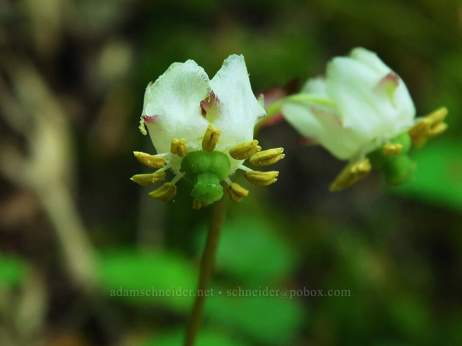 little pipsissewa (Chimaphila menziesii) [Castle Rock Trail, Willamette National Forest, Lane County, Oregon]