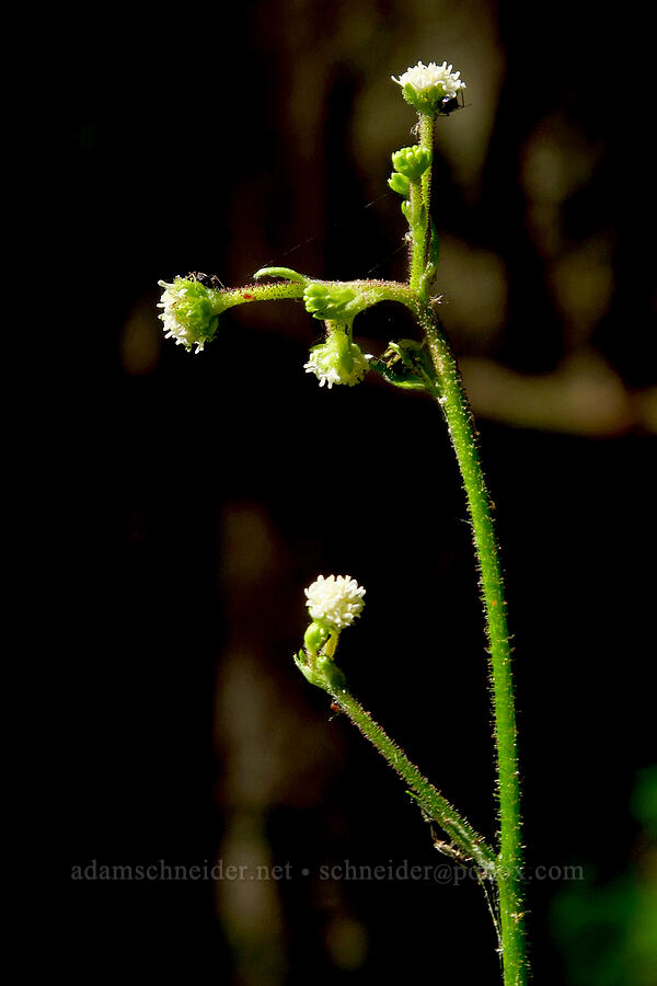 pathfinder (trail plant) (Adenocaulon bicolor) [Castle Rock Trail, Willamette National Forest, Lane County, Oregon]