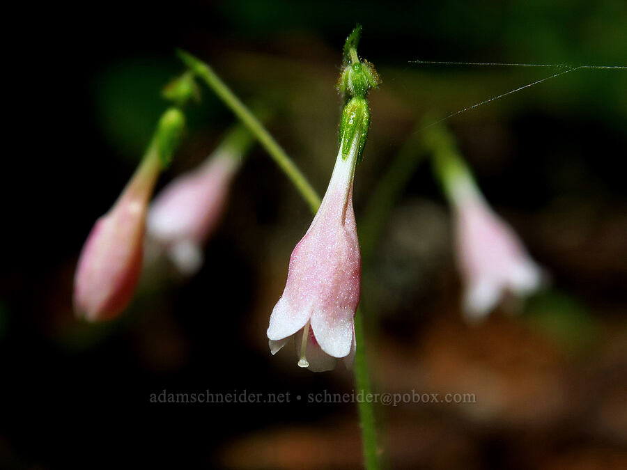 twin-flowers (Linnaea borealis) [Castle Rock Trail, Willamette National Forest, Lane County, Oregon]