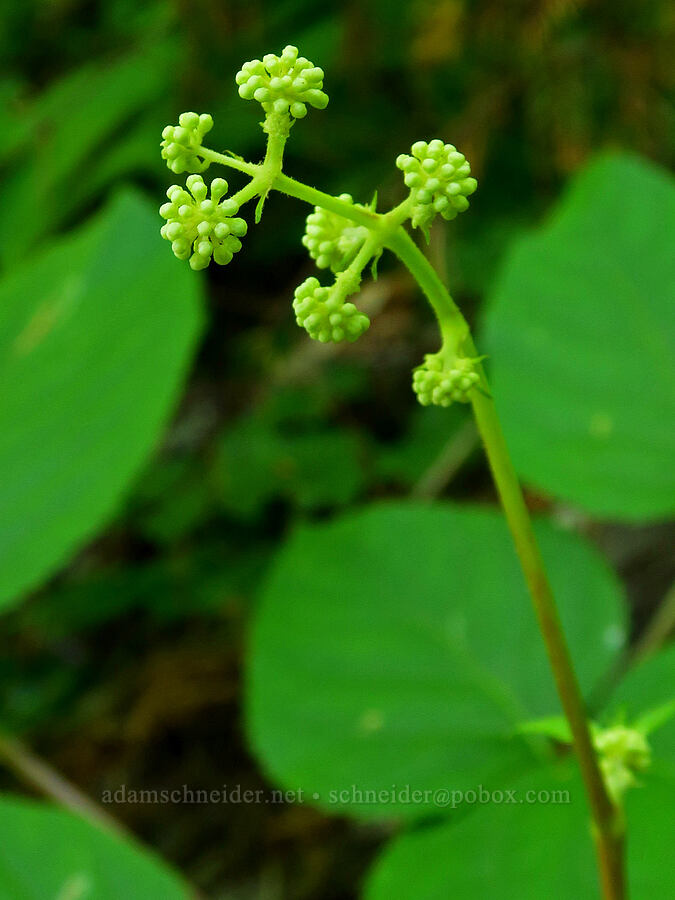 California spikenard, budding (Aralia californica) [Castle Rock Trail, Willamette National Forest, Lane County, Oregon]