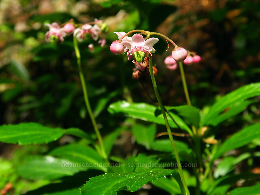 pipsissewa (Chimaphila umbellata) [Castle Rock Trail, Willamette National Forest, Lane County, Oregon]