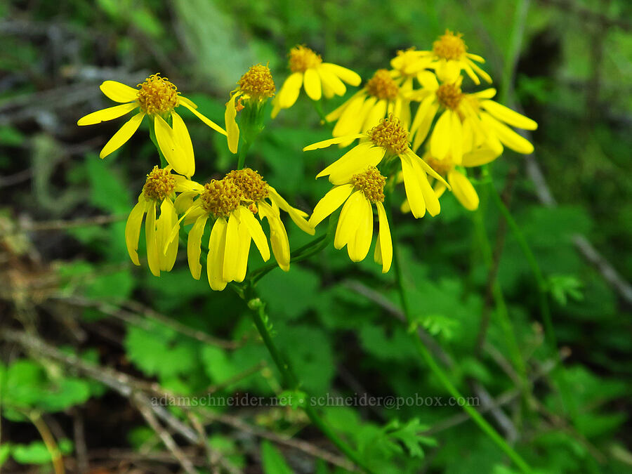 Bolander's ragwort (Packera bolanderi (Senecio bolanderi)) [Castle Rock Trail, Willamette National Forest, Lane County, Oregon]