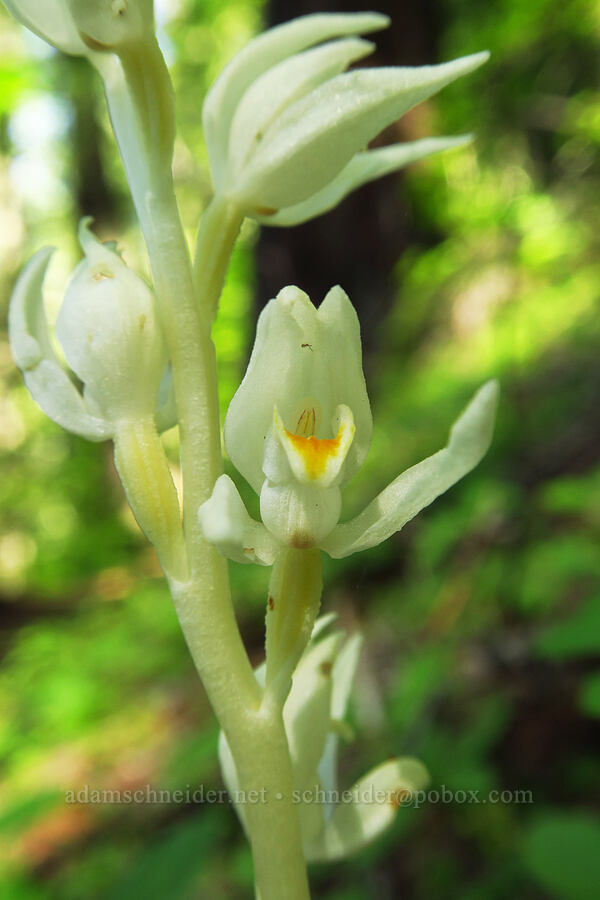 phantom orchid (Cephalanthera austiniae (Eburophyton austiniae)) [Castle Rock Trail, Willamette National Forest, Lane County, Oregon]