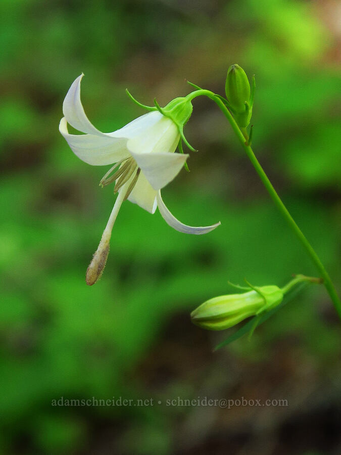 Scouler's harebell (Campanula scouleri) [Castle Rock Trail, Willamette National Forest, Lane County, Oregon]