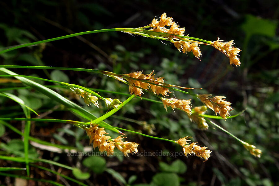 wood-rush (which?) (Luzula sp.) [Castle Rock Trail, Willamette National Forest, Lane County, Oregon]