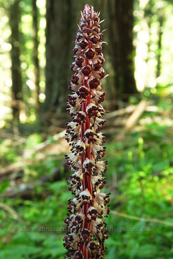 candystick/sugar-stick (Allotropa virgata) [Castle Rock Trail, Willamette National Forest, Lane County, Oregon]