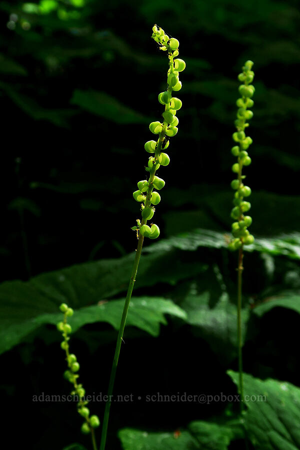 vanilla-leaf, going to seed (Achlys sp.) [Castle Rock Trail, Willamette National Forest, Lane County, Oregon]