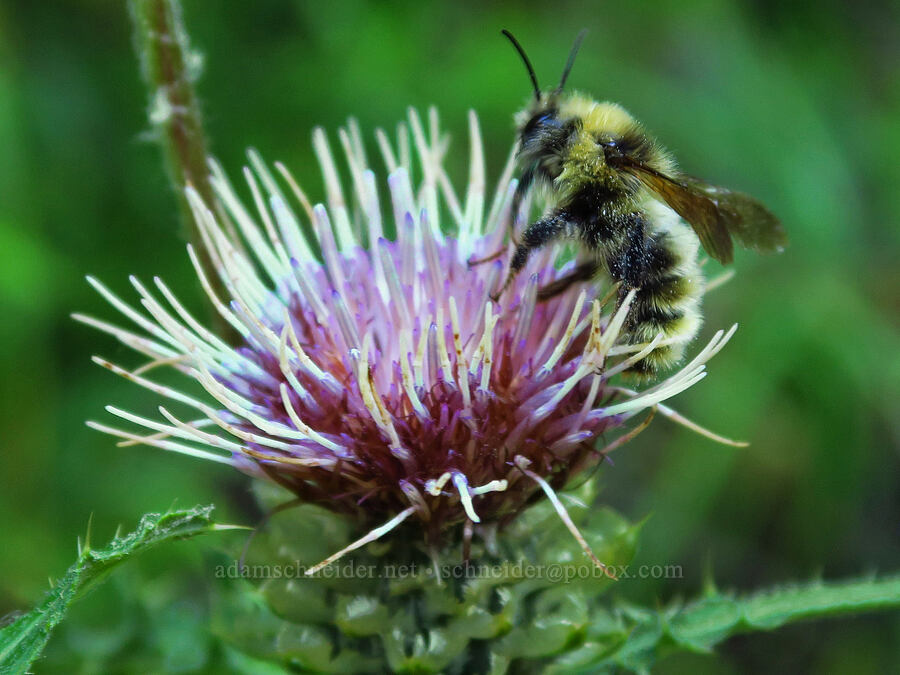 yellowish cuckoo bumblebee on fringe-bract thistle (Bombus flavidus, Cirsium remotifolium var. odontolepis) [Castle Rock, Willamette National Forest, Lane County, Oregon]