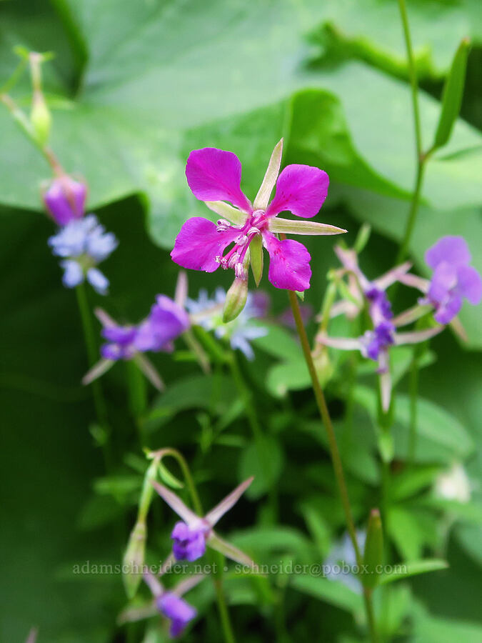 diamond clarkia (Clarkia rhomboidea) [Castle Rock, Willamette National Forest, Lane County, Oregon]