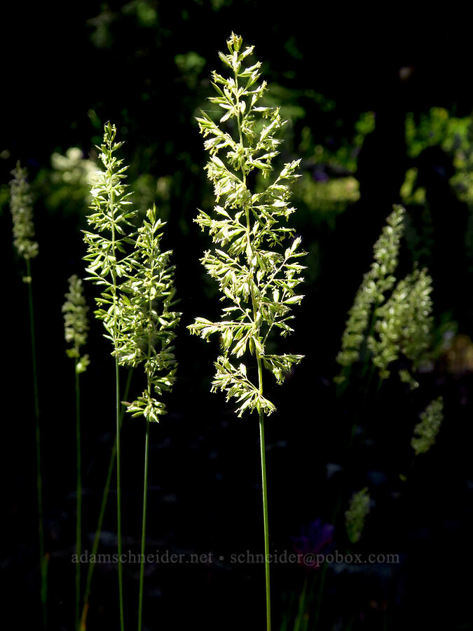 prairie June-grass (Koeleria macrantha (Koeleria cristata var. macrantha)) [Castle Rock, Willamette National Forest, Lane County, Oregon]