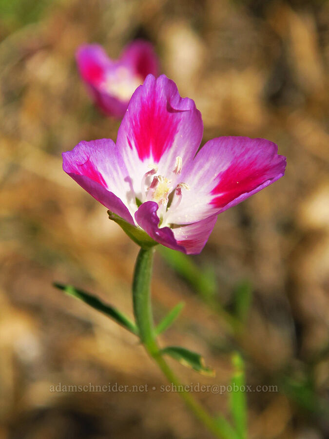 Lindley's clarkia (farewell-to-spring) (Clarkia amoena ssp. lindleyi) [Castle Rock, Willamette National Forest, Lane County, Oregon]