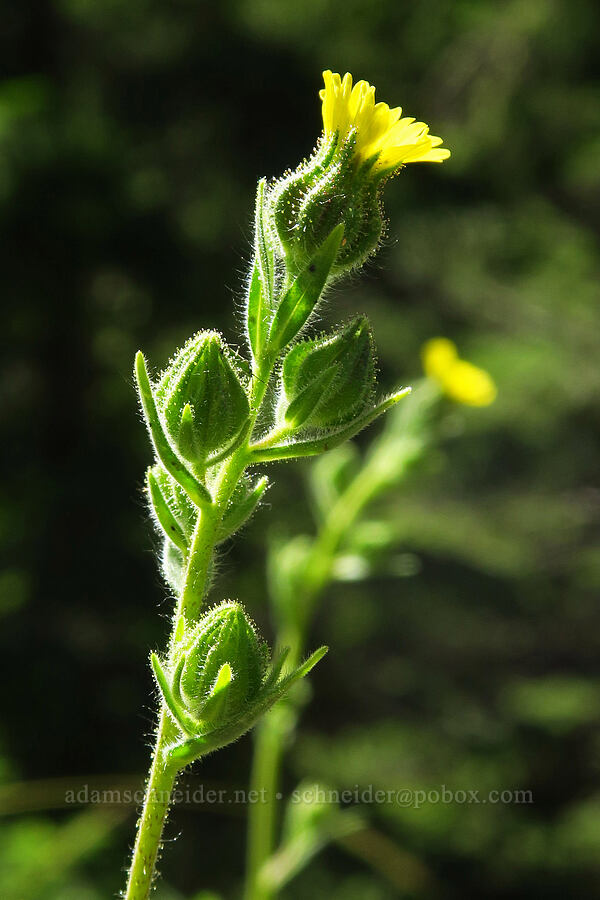 slender tarweed (Madia gracilis) [Castle Rock, Willamette National Forest, Lane County, Oregon]