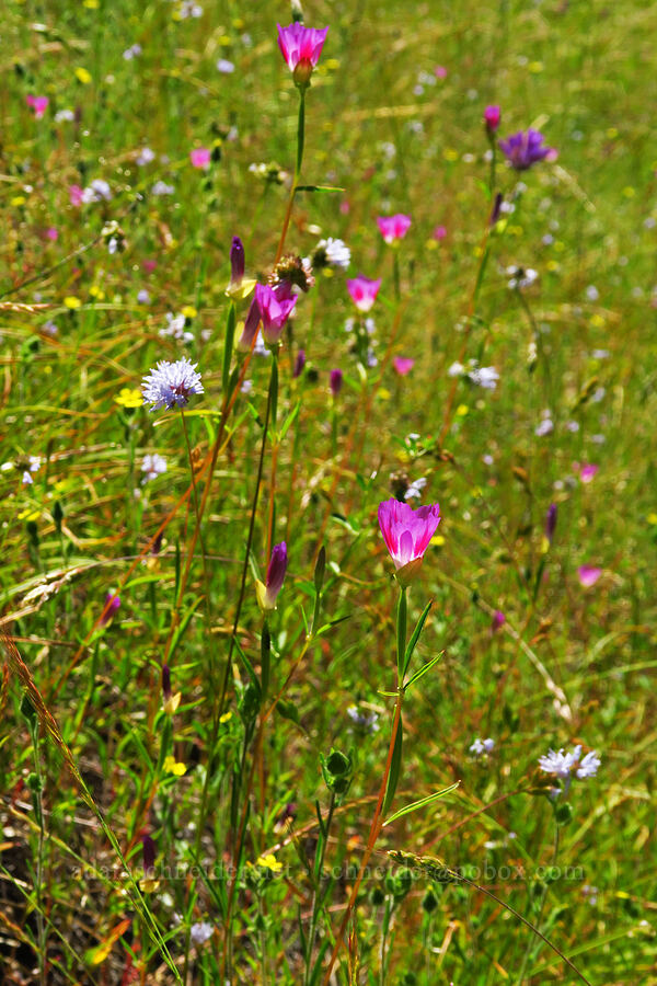 wildflowers [Castle Rock, Willamette National Forest, Lane County, Oregon]