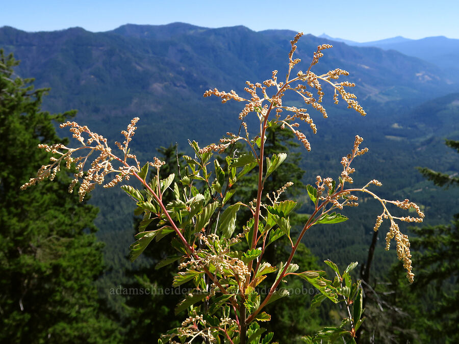 ocean-spray (cream-bush) (Holodiscus discolor) [Castle Rock, Willamette National Forest, Lane County, Oregon]