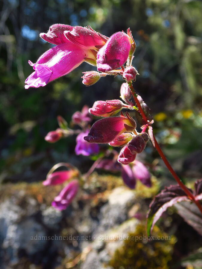 turtle-head penstemon (Nothochelone nemorosa) [Castle Rock, Willamette National Forest, Lane County, Oregon]