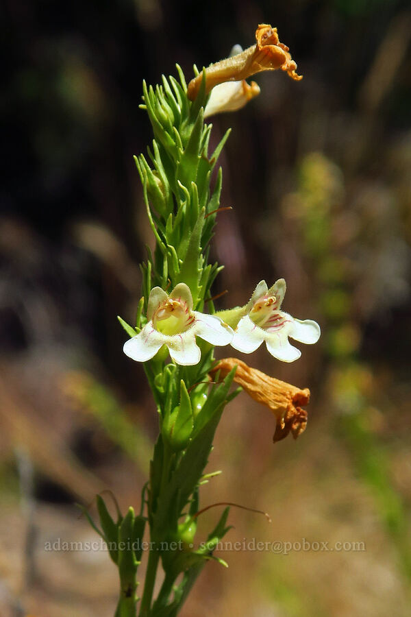 hot rock penstemon (Penstemon deustus var. deustus) [Castle Rock, Willamette National Forest, Lane County, Oregon]