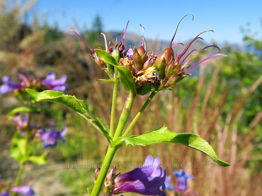 Cascade penstemon, going to seed (Penstemon serrulatus) [Castle Rock, Willamette National Forest, Lane County, Oregon]